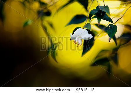 Beautiful Delicate White Flower Of The Theaceae Camellia Tsaii Var Tsaii Plant - Selective Focus Bac