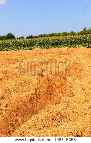 View of Istrian countryside in the summer season