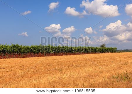 View of Istrian countryside in the summer season