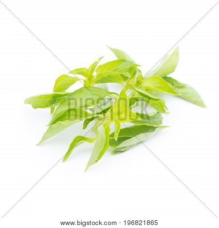 Hairy Basil or Ocinum canum isolated on white background (Spices in thai food)