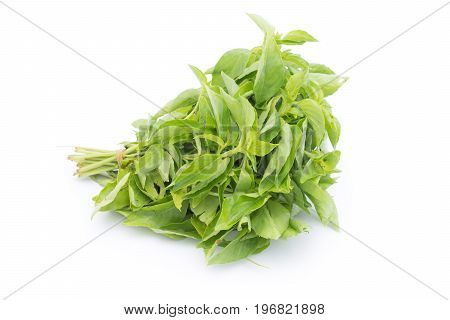 Hairy Basil or Ocinum canum isolated on white background (Spices in thai food