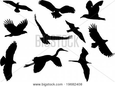 vogels