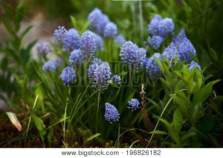 Ceanothus, Blue flowers in the field. Summer