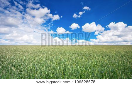 Beautiful landscape with field of rye and blue sky with clouds.
