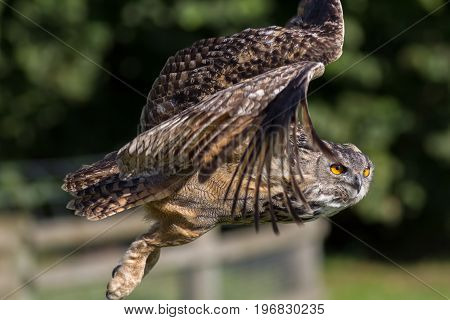 Owl flying. Side view close up. Eagle-owl (Bubo bubo) bird of prey in flight.