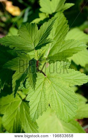 Redcurrant leaves macro. Detailed and bright. The insect sits on a leaf