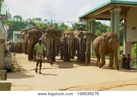 PINNAWALA, SRI LANKA - MAY 18, 2011: Unidentified man walks elephants by the street. Pinnawala in Sri Lanka is famous for Elephant Orphanage.