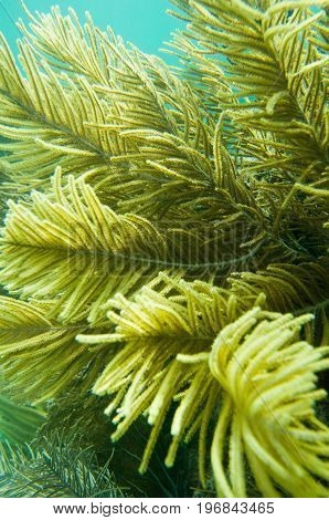 Bipinnate Sea Plume Close Up, Underwater Shoot, Color Image, Blue