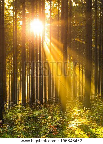 Sunrise in the forest. Sun rays shining through trees and morning mist.
