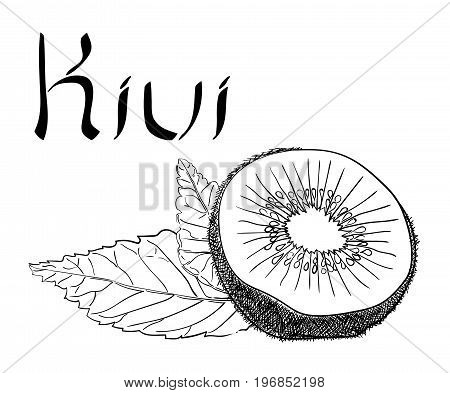 Vector Kivi Vegetarian healthy treating hand drawn illustration. Use for bar, cocktail, flyer, banner, store