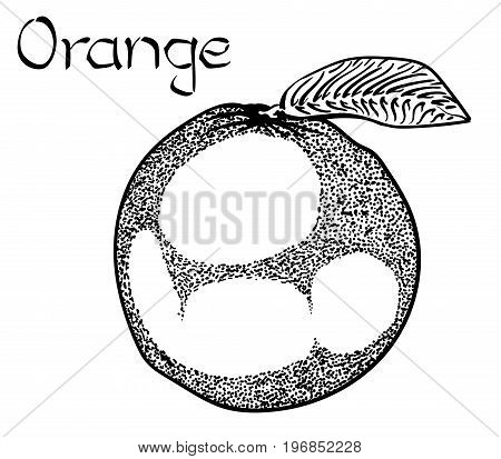 Vector Orange Vegetarian healthy treating hand drawn illustration. Use for bar, cocktail, flyer, banner, store