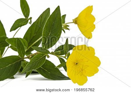 Yellow Flower Of Evening Primrose, Lat. Oenothera, Isolated On White Background