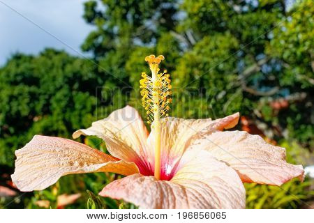 red and white flower in botanic garden