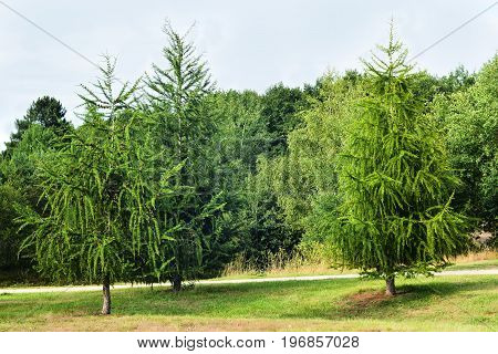Larch in the forest in Europe France