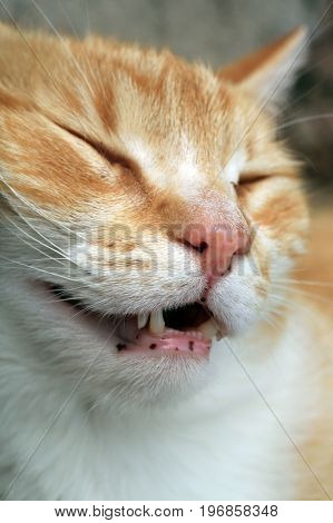 Ginger cat under the influence of catnip. Domestic cat junkie.