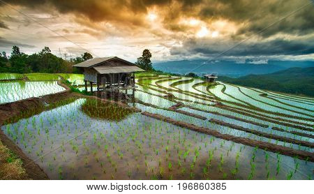 Green Terraced Rice Field with sunset in Pa Pong Pieng in raining season, Mae Chaem, Chiang Mai, Thailand