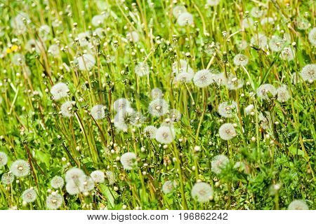 Fluffy dandelions on a green sunny lawn