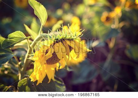 Sunflowers in garden. Sunflowers blooming in sunflower darden. Yellow paradise.