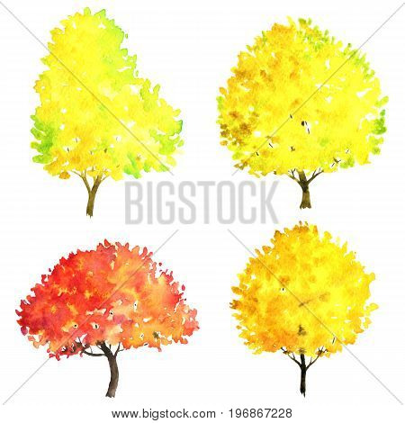set of autumn trees drawing by watercolor, bushes and decidious, red and yellow foliage, isolated natural elements, hand drawn illustration
