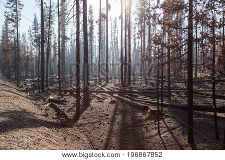Forrest Fire Destruction
