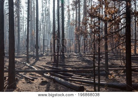 Pine Trees In Forest Fire