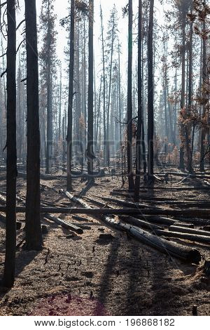 Burnt Pine Trees