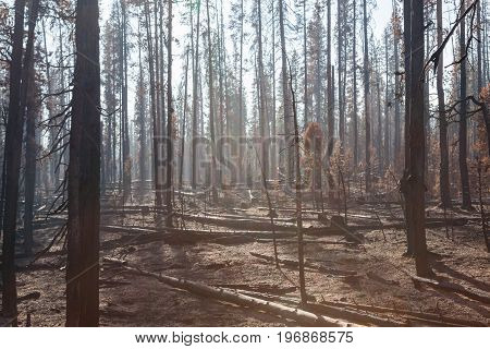 Smokey Forest Fire Aftermath