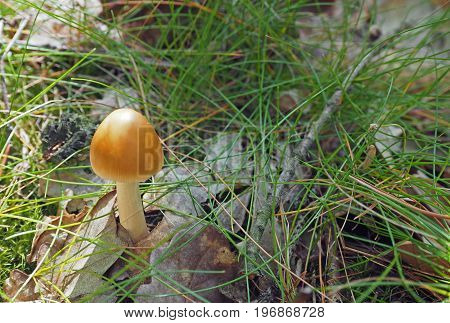 fresh orange white mushroom growing from the oak leaves and forest grass