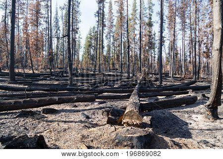 Forest Fire Aftermath