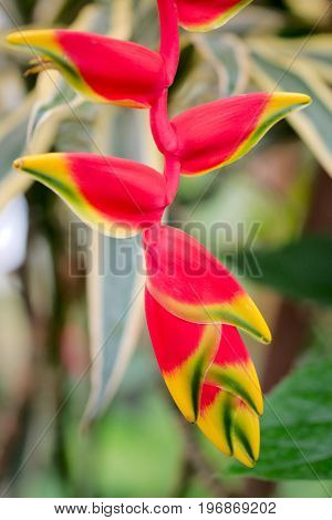 Exotic flower in a warm and humid greenhouse