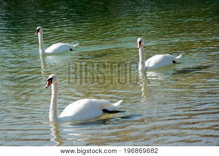 Three swans swimming in a lake in summer
