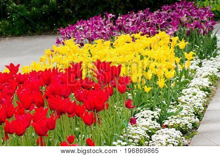 Tulip bed in a park in spring