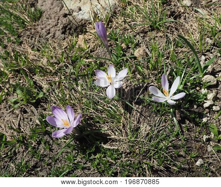 pink purple Crocus flowers  growing from grass