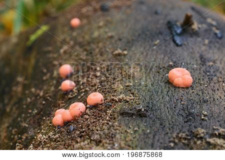 lycogala epidendrum slime mold on a tree trunk
