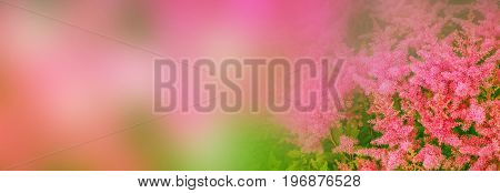 Blurred summer background of flowers of astilba and grass.