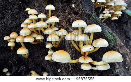 hypholoma fasciculare mushrooms clusters on a tree trunk