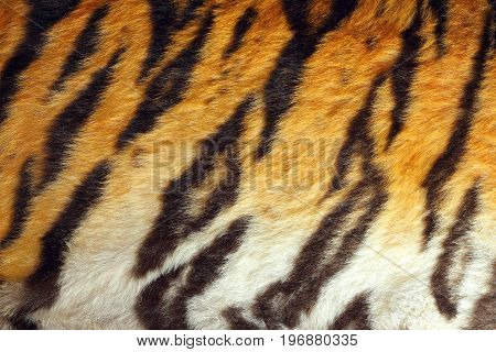 detailed tiger colorful pelt texture of real animal leather