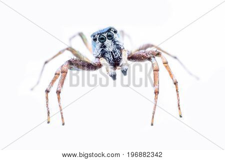 Super macro Cosmophasis umbratica or Jumping spider on white background