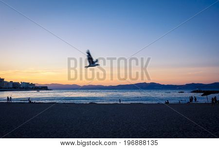 Seagull flying at Sunset or blue hour in quiet beach of l'Escala, Costa Brava, Spain. Mediterranean Sea