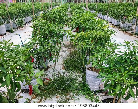 Modern chili farm with fertigation , irrigation system