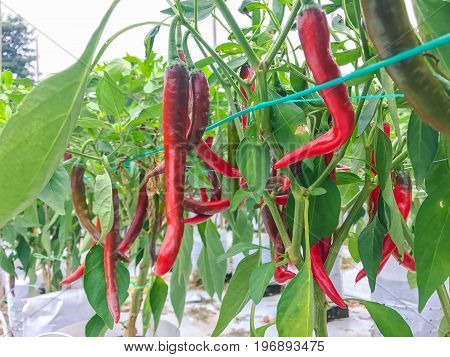 Modern chili farm with fertigation , irrigation system