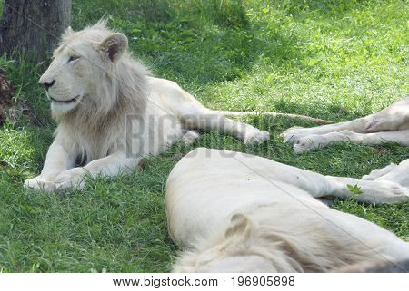 Resting White Lions take to some cooler shade areas during the heat of the daytime hours.