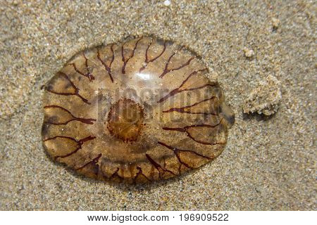 compass jellyfish washed ashore on sandy beach