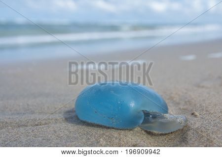 blue barrel jellyfish washed up on Kijkduin beach The Hague the Netherlands