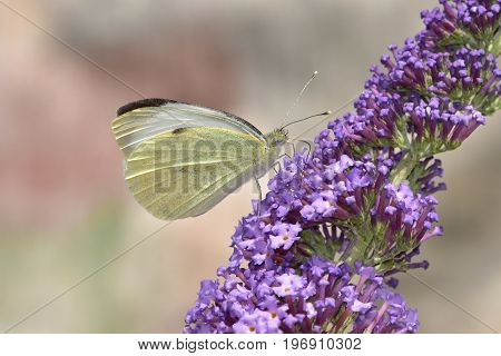 buddleja davadii flower and cabbage butterfly close up