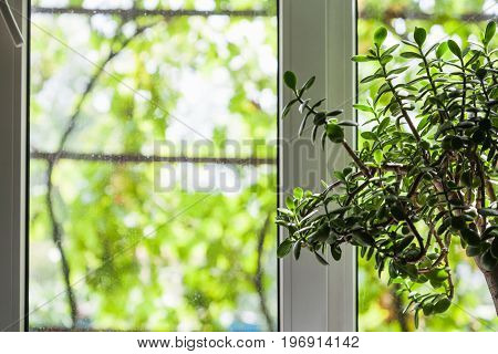 houseplant near window of country house and view through the window of unfocused vineyard outdoors in summer season
