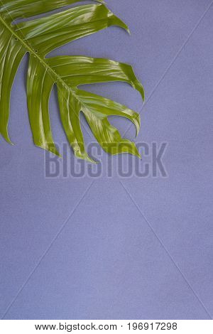 Tropical leaves on pastel purple background. minimal concept. Flat lay.