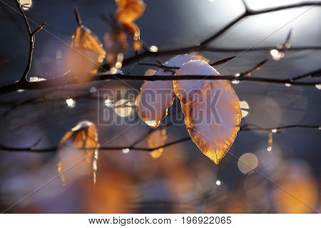 Beech leaves with snow and drops of dew in the Taunus Hesse Germany