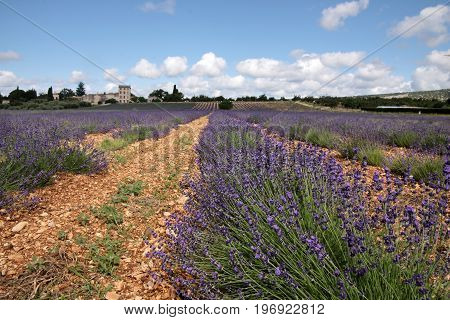 Lavender Field