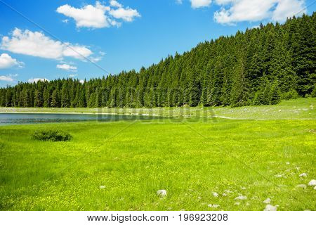 landscape near mountain lake. emerald grass lawn, coniferous trees. Black lake, Montenegro